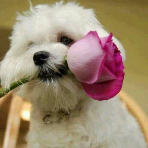 Meet your Posher, Adria